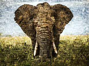 photo mosaic elephant 3