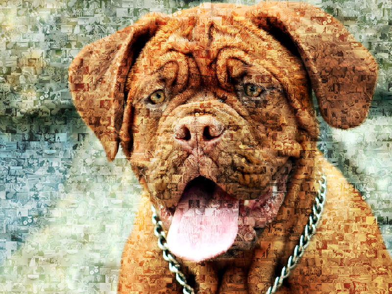 dog photo mosaic bordeaux dog