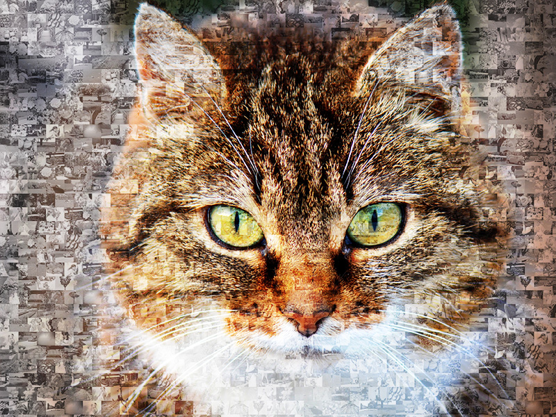 photo mosaic cat