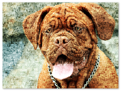 Bordeaux Dog as a Photo Mosaic Print
