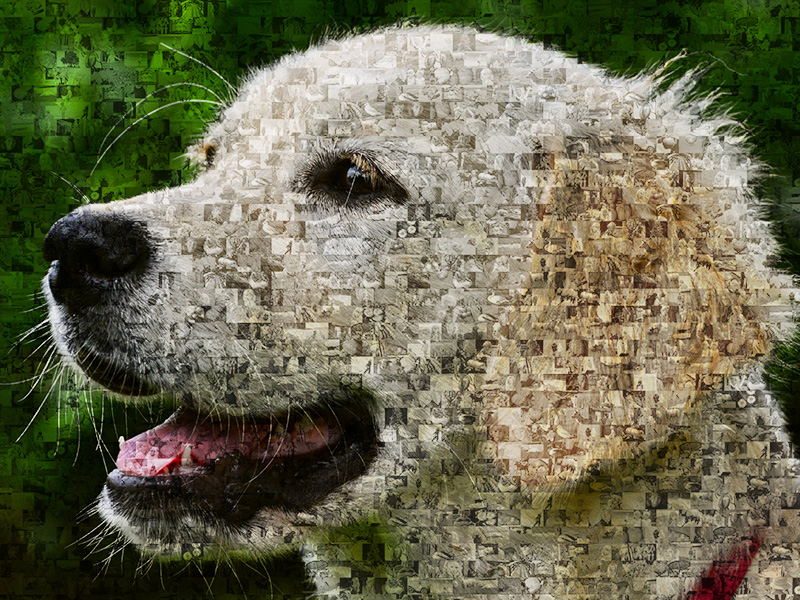 photo mosaic labrador retriever